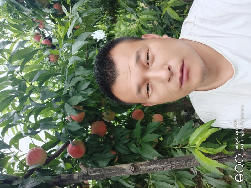 陕西礼泉膜袋秦王大量上市，欢迎前来采购