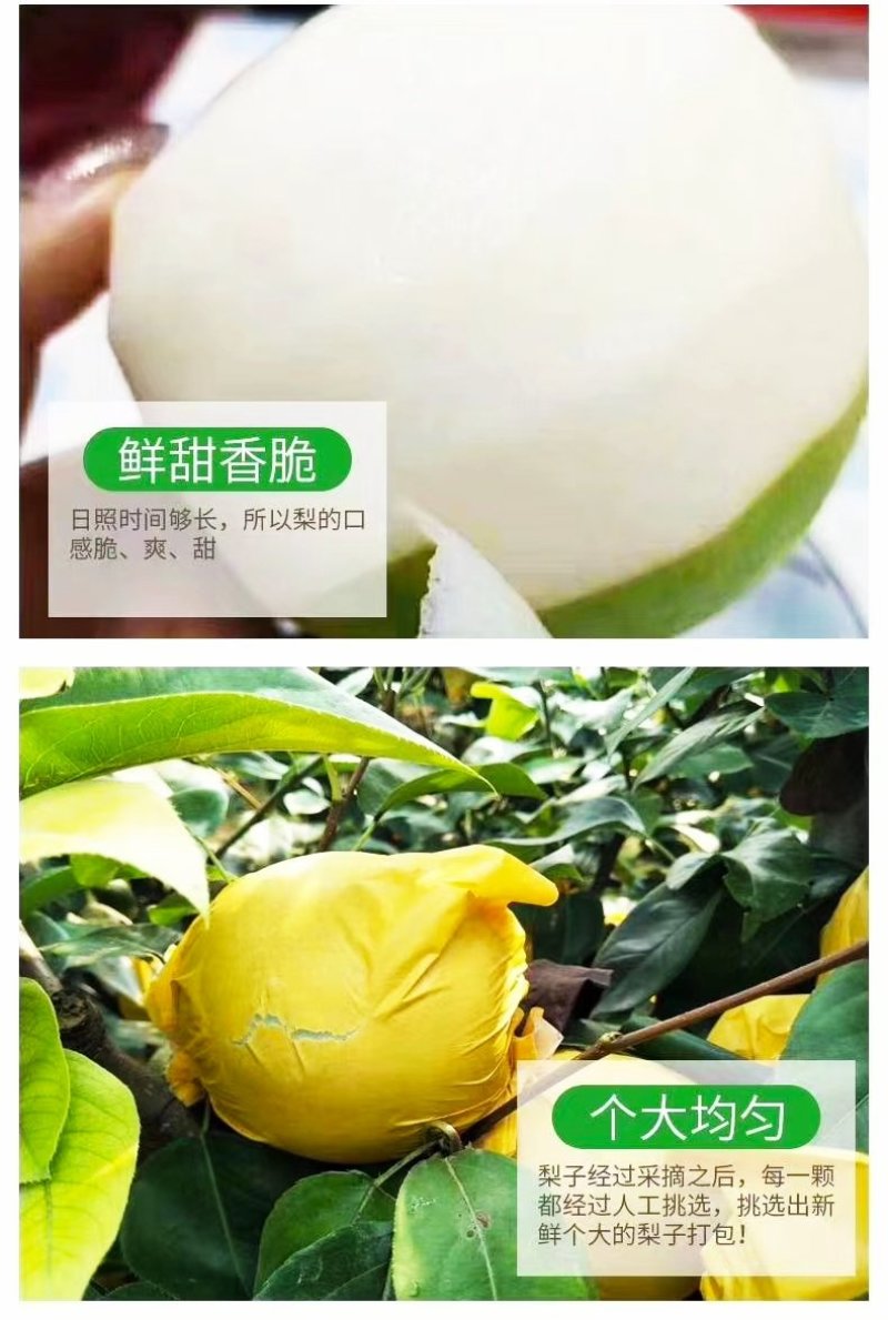 翠冠梨，原色袋青梨大量上市，大量有货，随到随装