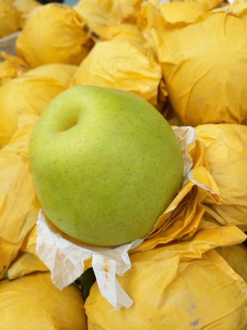 翠冠梨，原色袋青梨大量上市，大量有货，随到随装