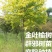 精品金叶榆球苗一手货源，无代办，无中间商赚差价。