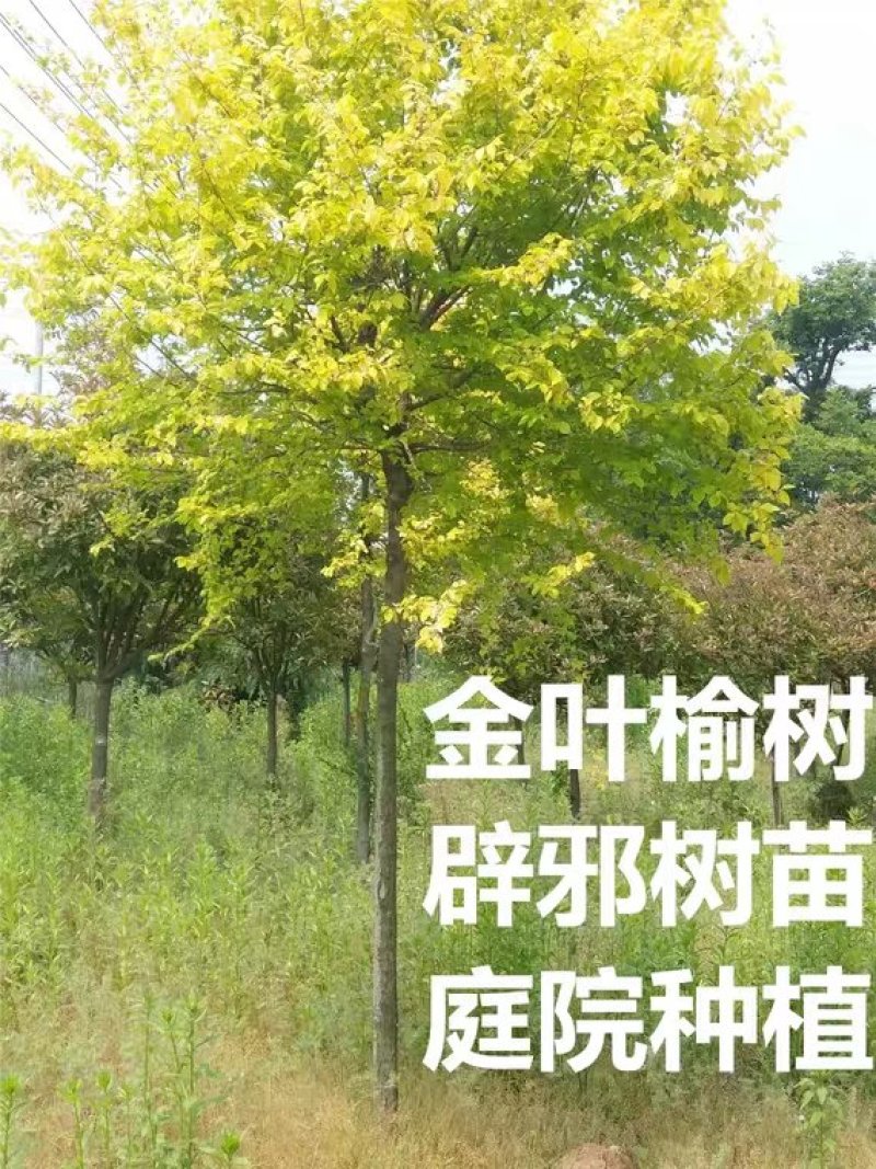 精品金叶榆球苗一手货源，无代办，无中间商赚差价。