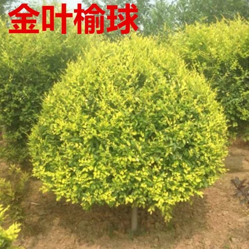 精品金叶榆球苗一手货源，无代办，无中间商赚差价。
