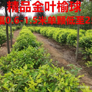 精品金叶榆球苗一手货源，无代办，无中间商赚差价。