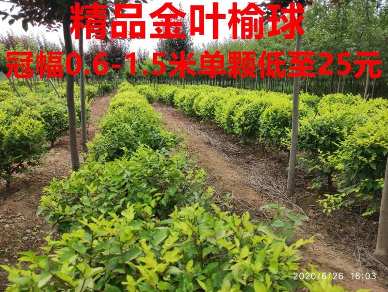 精品金叶榆球苗一手货源，无代办，无中间商赚差价。