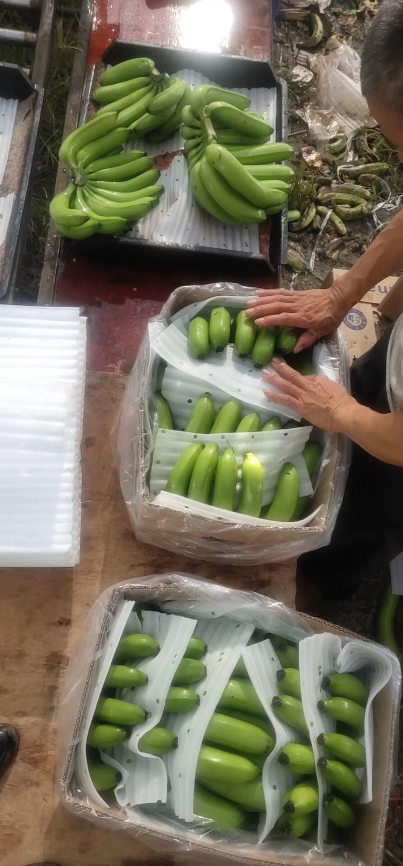 香蕉🍌香蕉🍌香蕉🍌大量现货供应