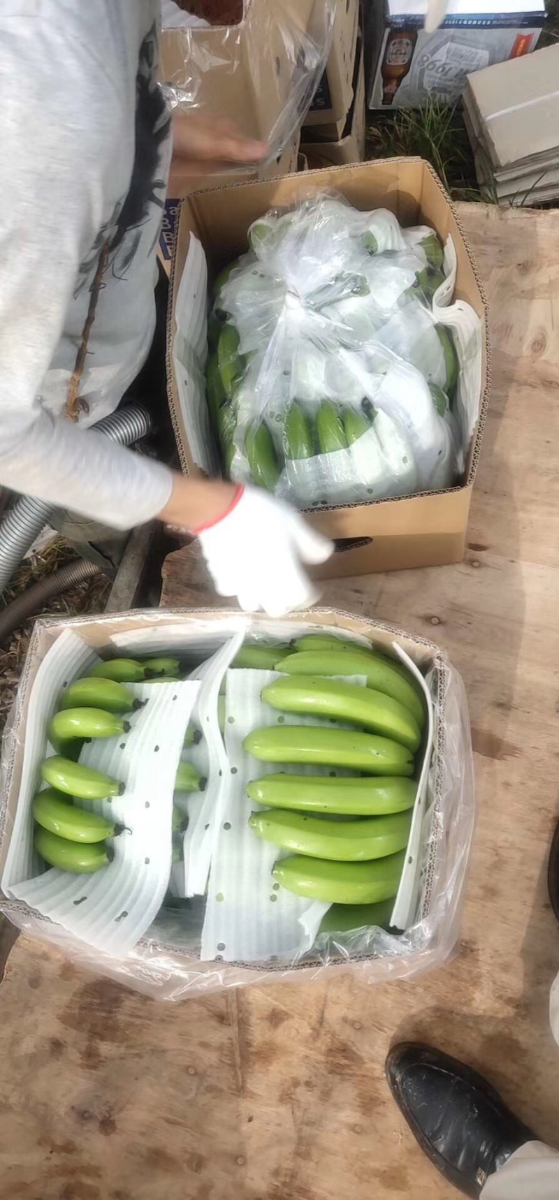 香蕉🍌香蕉🍌香蕉🍌大量现货供应