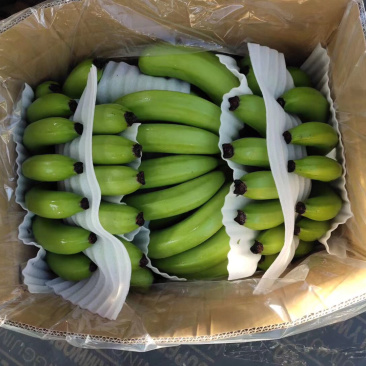 香蕉🍌香蕉🍌香蕉🍌大量现货供应