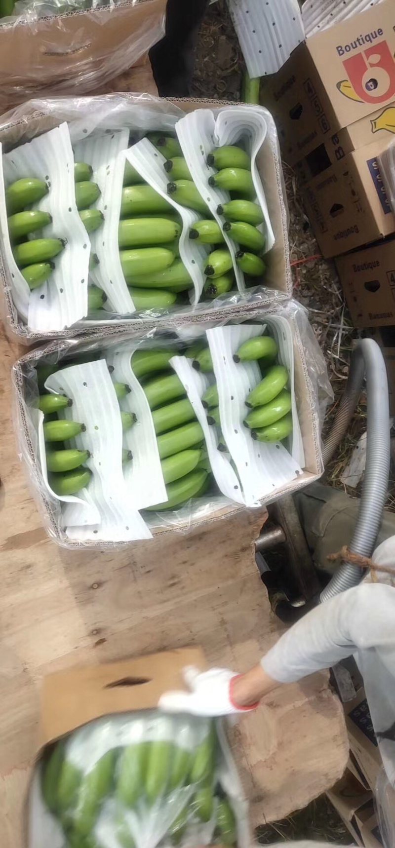 香蕉🍌香蕉🍌香蕉🍌大量现货供应