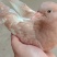 批发活体乳鸽或白条鸽