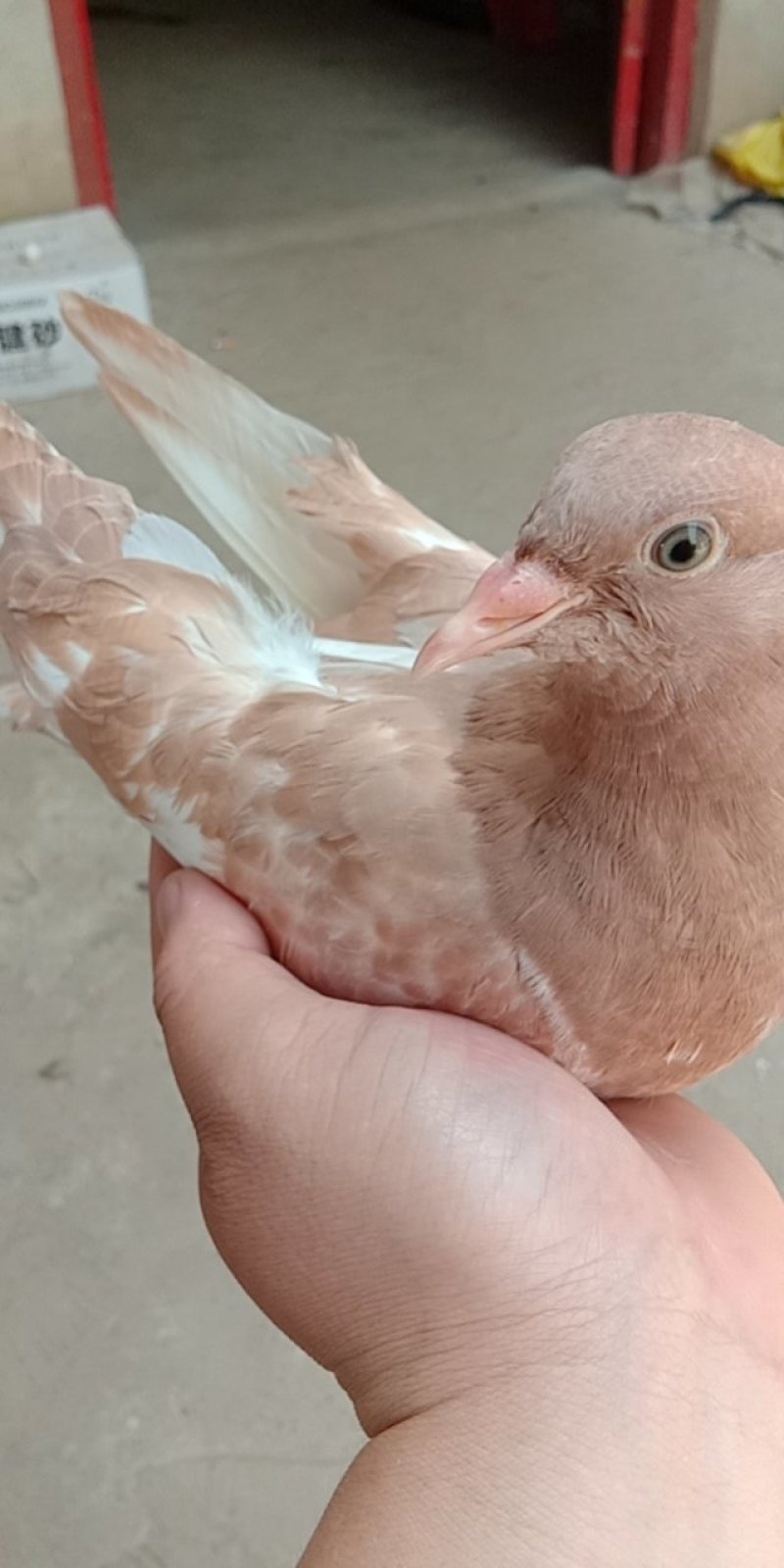 批发活体乳鸽或白条鸽
