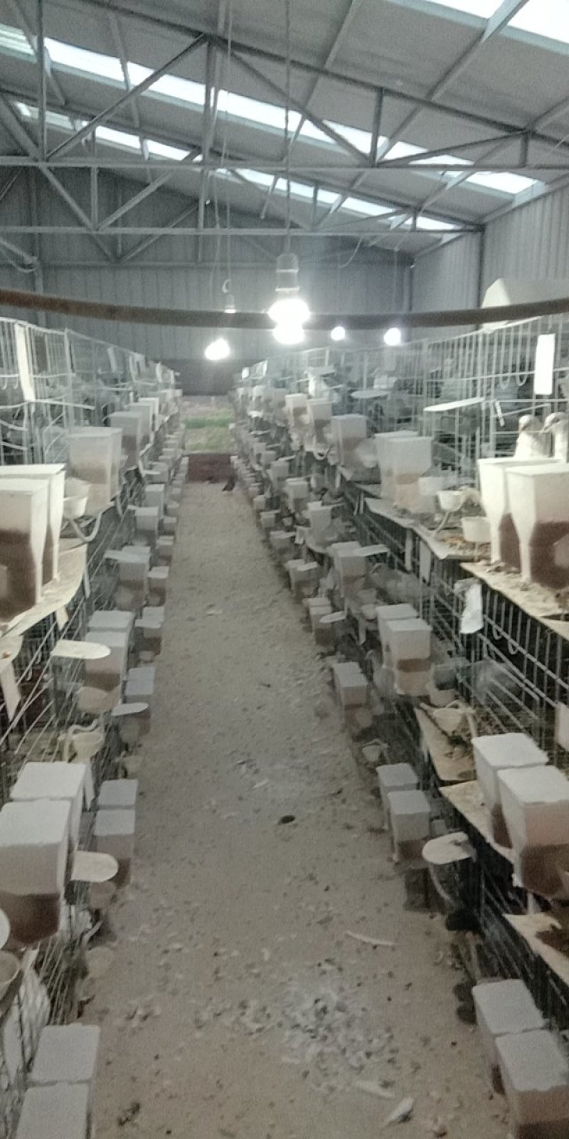 批发活体乳鸽或白条鸽