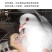 批发活体乳鸽或白条鸽