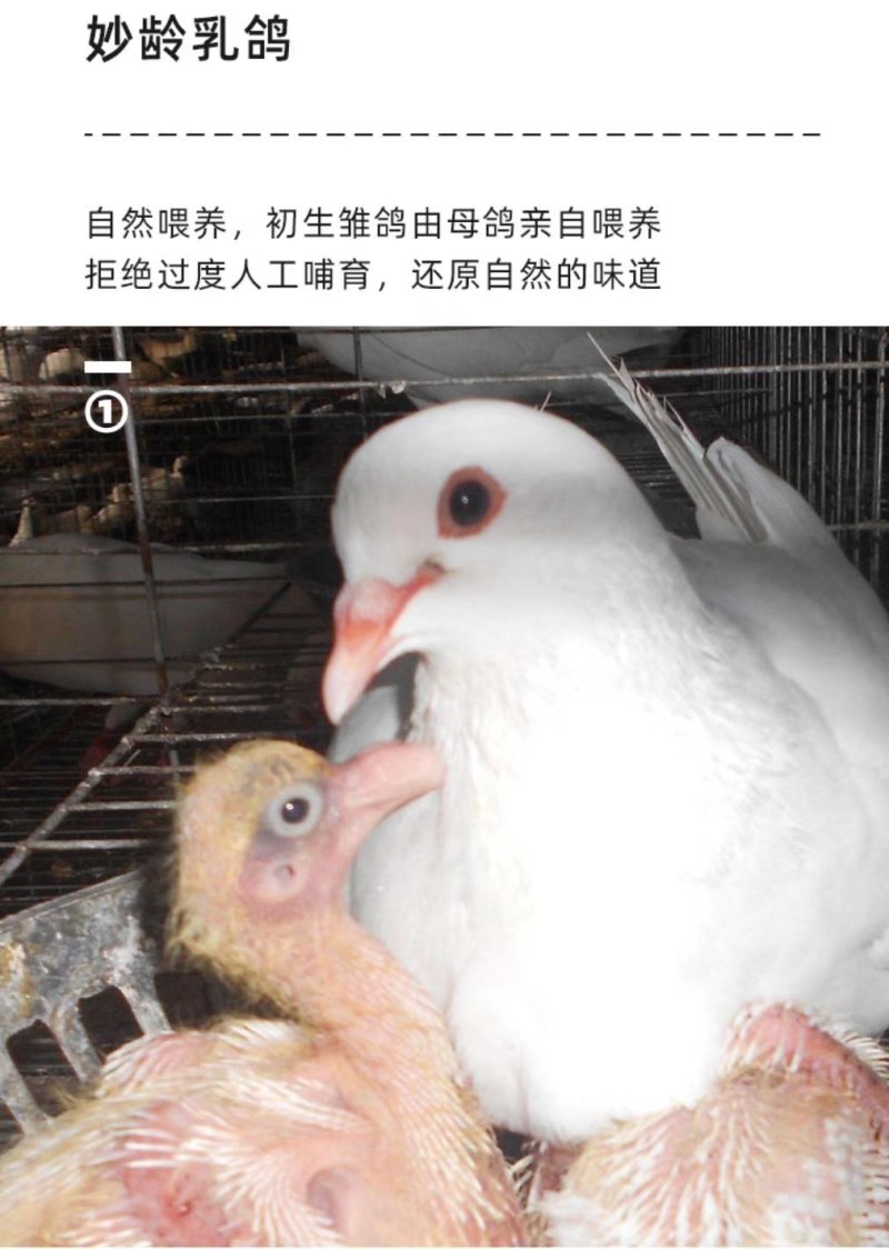 批发活体乳鸽或白条鸽