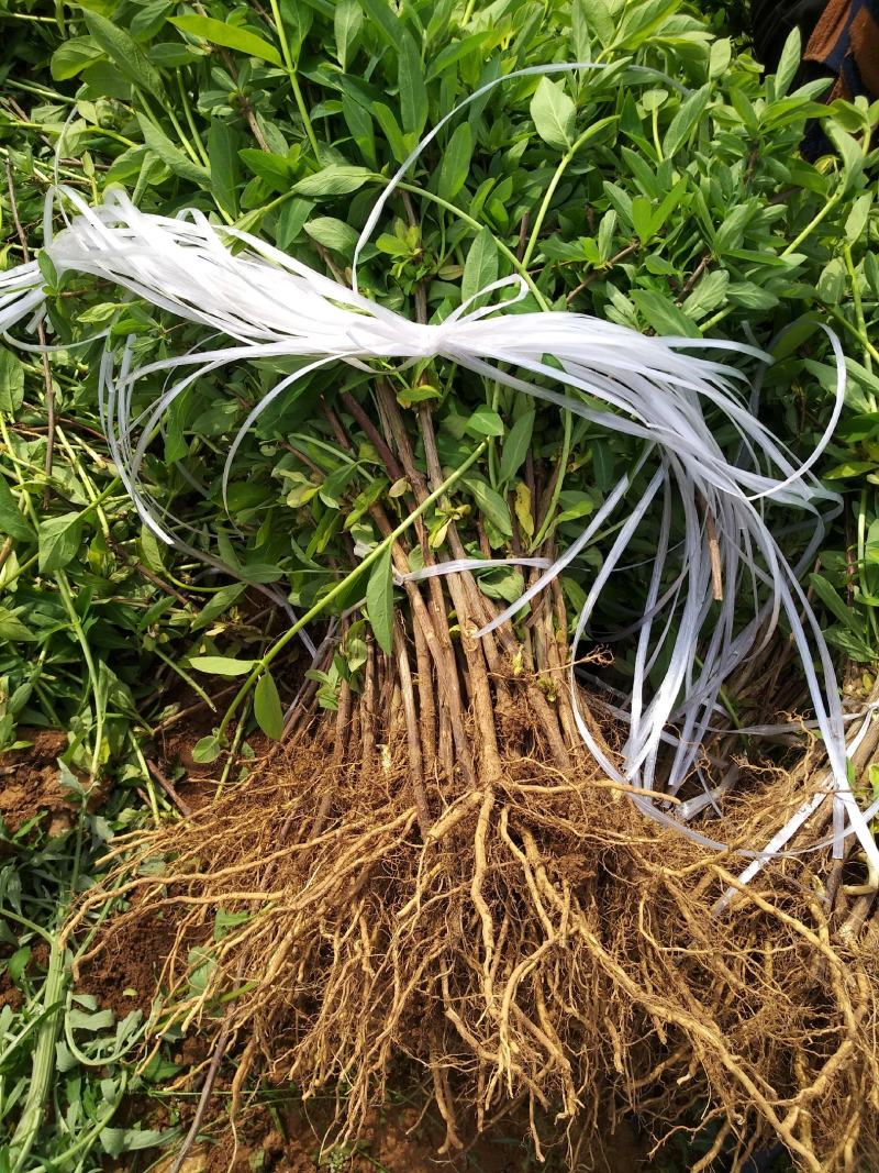 金银花苗新品种二十天左右不开花的树形金银花两年苗