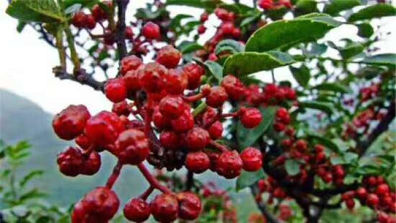 新鲜花椒，贡椒，汉源娃娃椒，产地直供，代发整车全国，