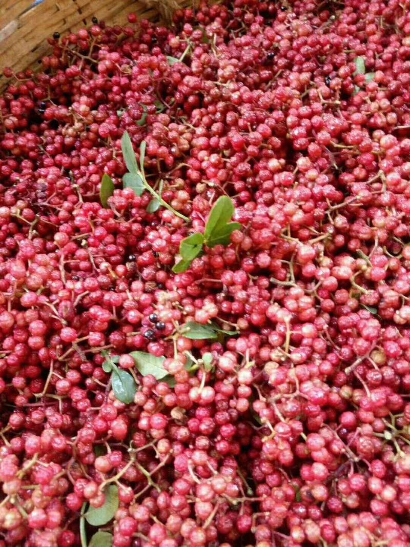 新鲜花椒，贡椒，汉源娃娃椒，产地直供，代发整车全国，