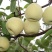 【优质酥梨】砀山酥梨汁多皮薄肉厚无渣批发主招电商
