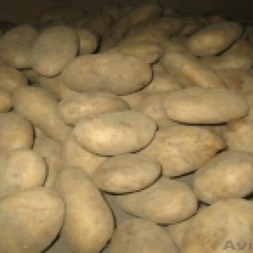 土豆