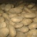 土豆