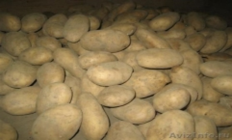 土豆