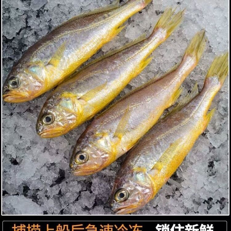 精品鲜冻小黄鱼黄海鲜活小黄鱼黄花鱼