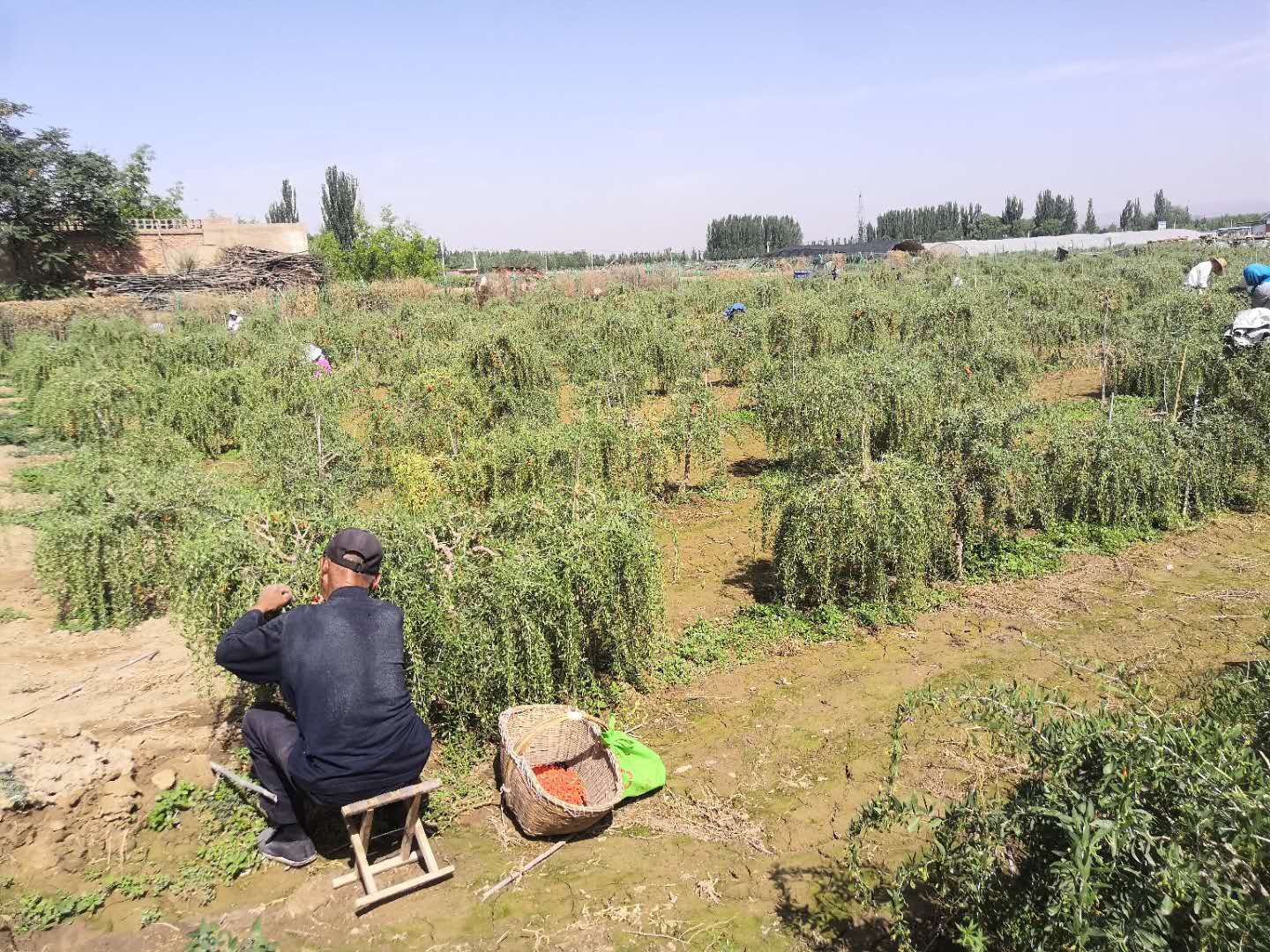 红枸杞采摘现场