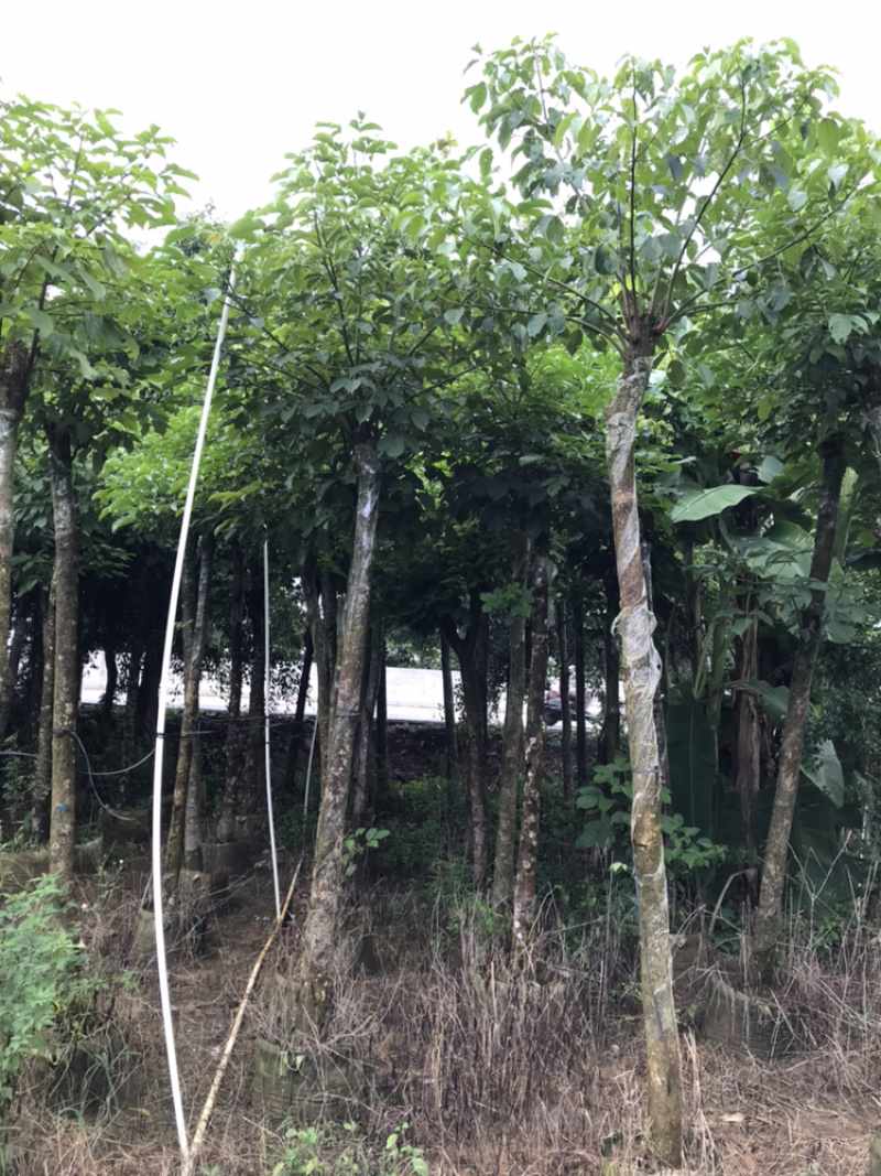 8-15分秋枫，市政袋苗