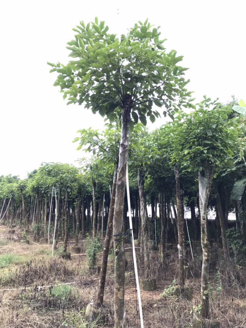 8-15分秋枫，市政袋苗