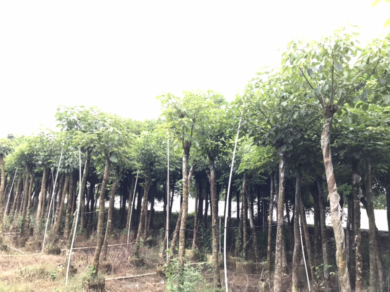 8-15分秋枫，市政袋苗
