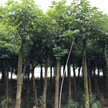 8-15分秋枫，市政袋苗