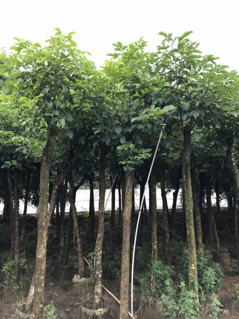 8-15分秋枫，市政袋苗