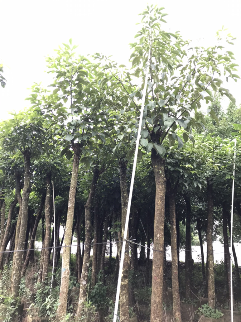 8-15分秋枫，市政袋苗