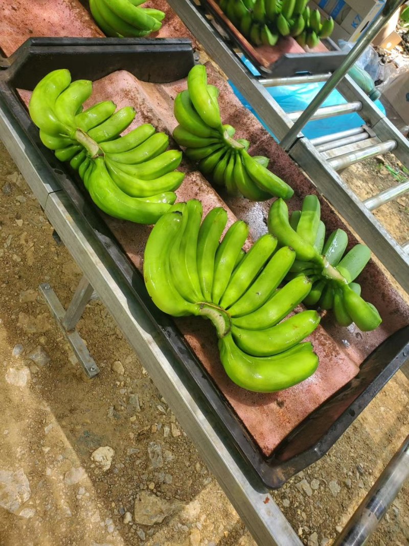 香蕉