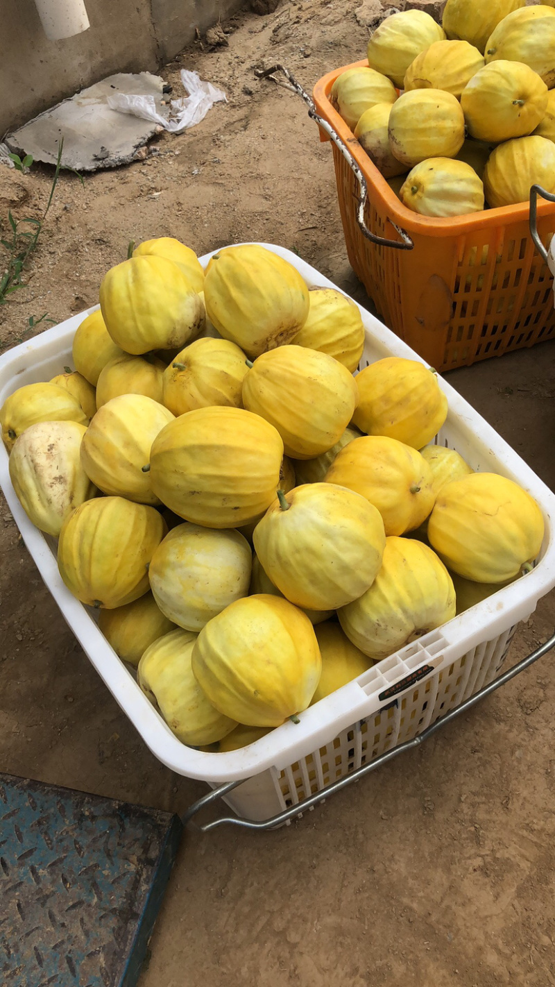 汉川丑八怪已上市欢迎新老客户前来