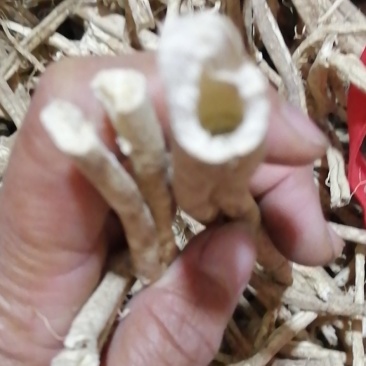 野生大条白鲜皮，选货数量不多