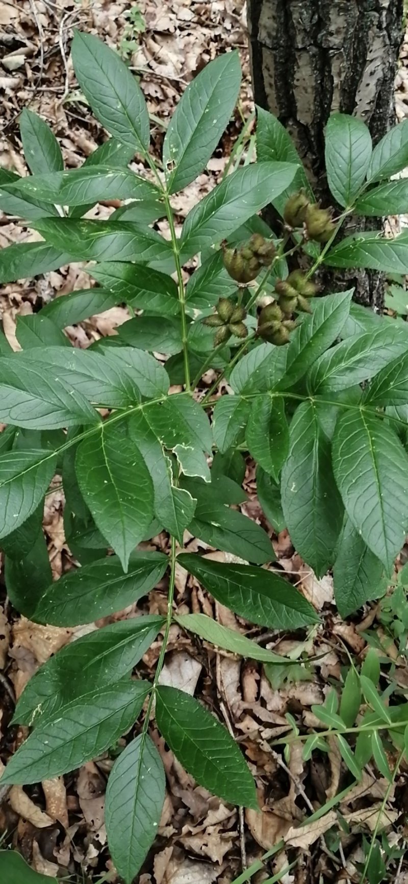 野生大条白鲜皮，选货数量不多