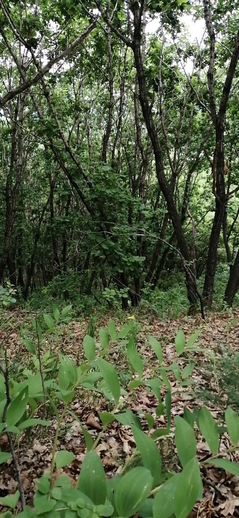 野生大条白鲜皮，选货数量不多