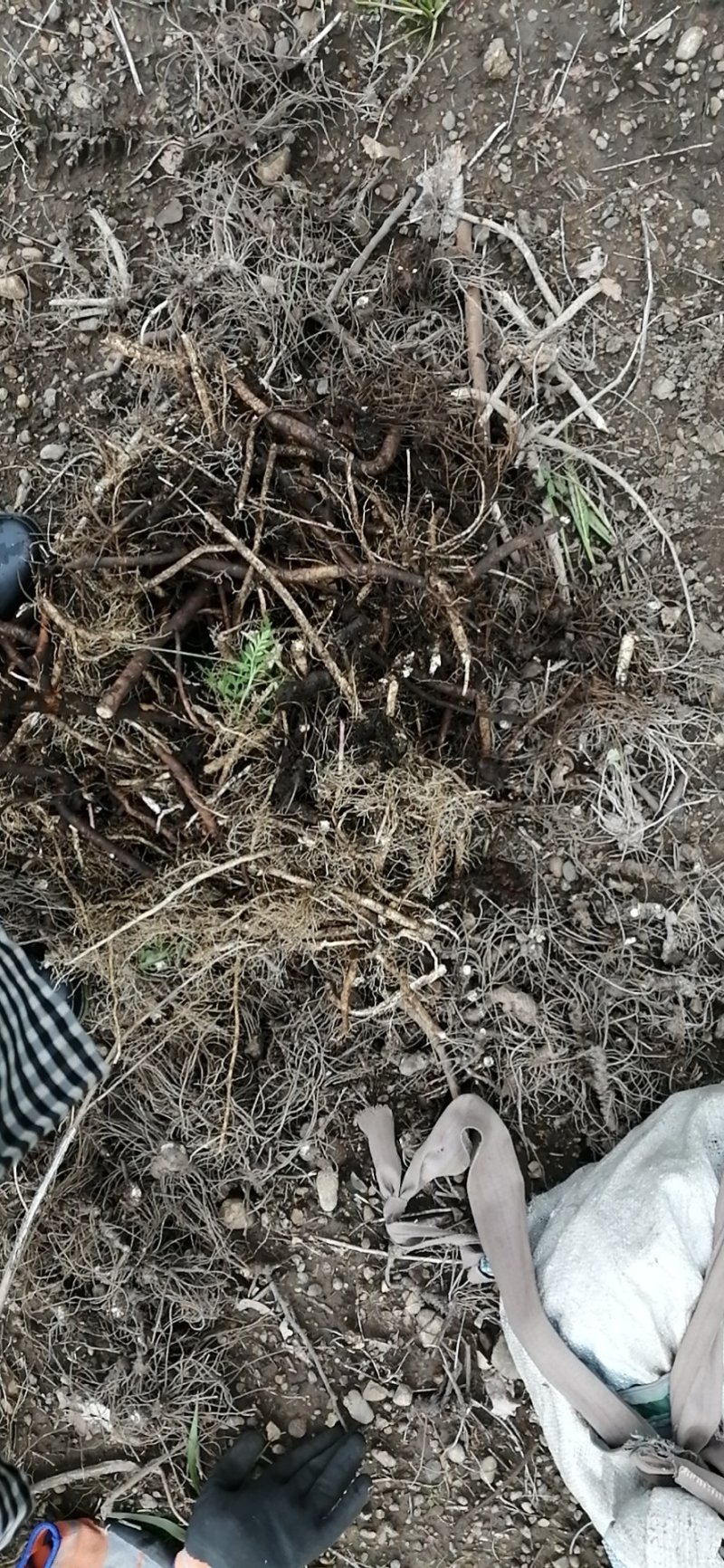 野生大条白鲜皮，选货数量不多