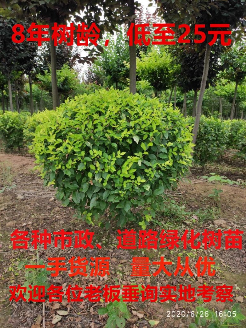 精品金叶榆球苗一手货源，无代办，无中间商赚差价。