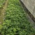鸭脚木苗高30-40鹅掌木