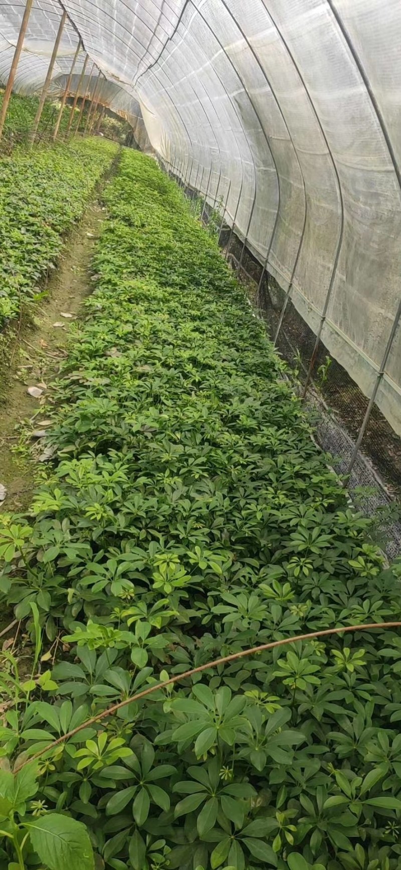 鸭脚木苗高30-40鹅掌木