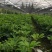 鸭脚木苗高30-40鹅掌木