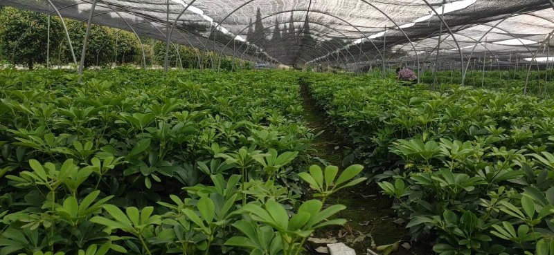 鸭脚木苗高30-40鹅掌木