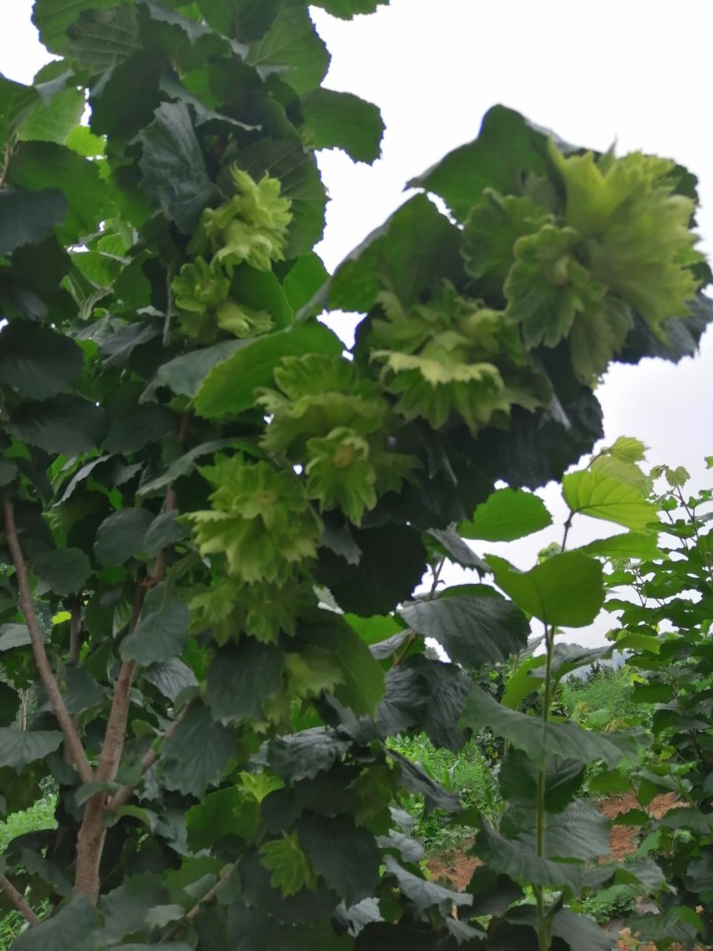 鲜果大榛子