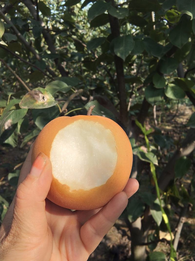 秋月梨。皮薄汁多，核小无渣。种值多年，代办二十年经验。