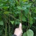 虎杖苗基地直发多年种植虎杖苗种植