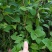虎杖苗基地直发多年种植虎杖苗种植