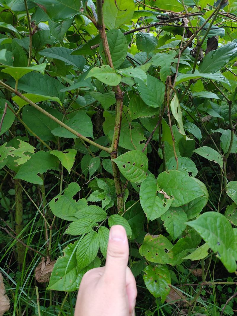 虎杖苗基地直发多年种植虎杖苗种植