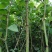 虎杖苗基地直发多年种植虎杖苗种植