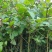 虎杖苗基地直发多年种植虎杖苗种植
